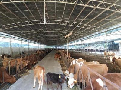 廣西田陽縣四季豐農牧公司 發酵西紅柿與蛋白桑喂養肉牛，效益顯著提升