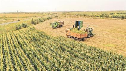 金秋沃野奏響豐收之歌——兵團秋收工作全面展開，畜牧漁業飼料銷售迎來旺季