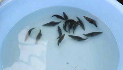 產業興旺鱖魚肥 優質魚苗與精準飼料，助力桂花魚贏在起跑線