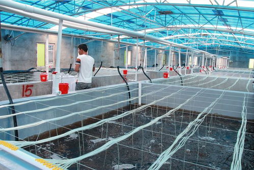 海威 以科技創新驅動漁業種業振興，年銷售額達1.2億元領航行業發展